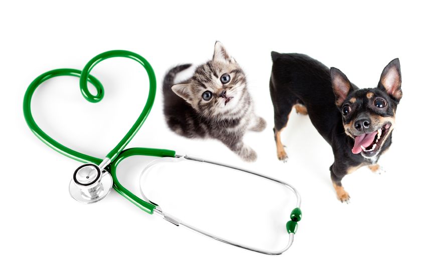 kitten, and puppy with stethascope