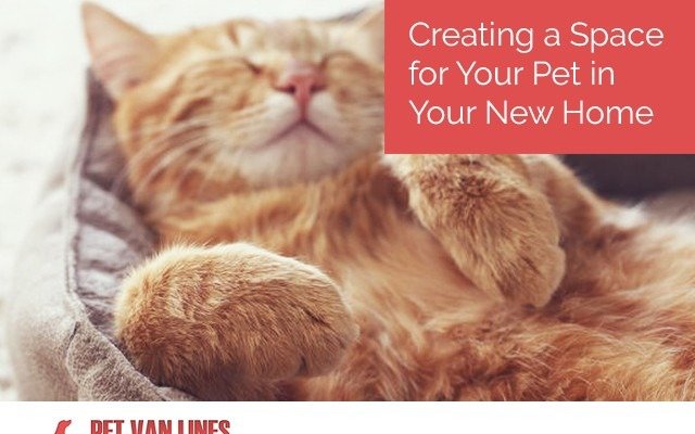 safe space for your pet