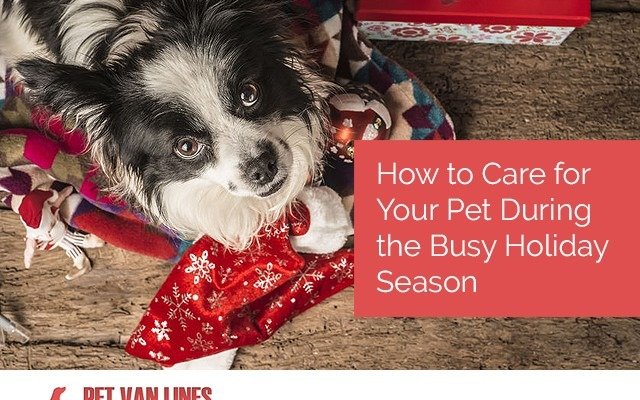 holiday pet care