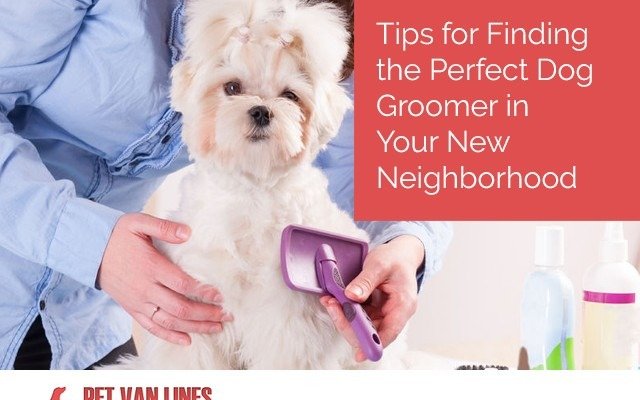 finding the perfect dog groomer