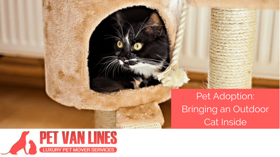 bringing an outdoor cat inside