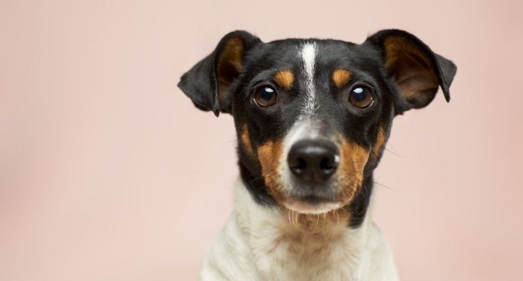 pet transport services cost