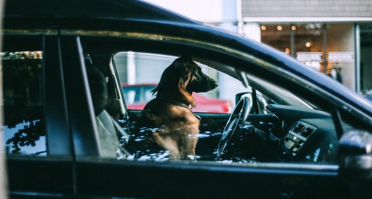 pet in the car