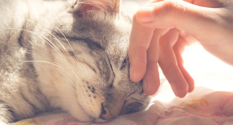 sleeping cat