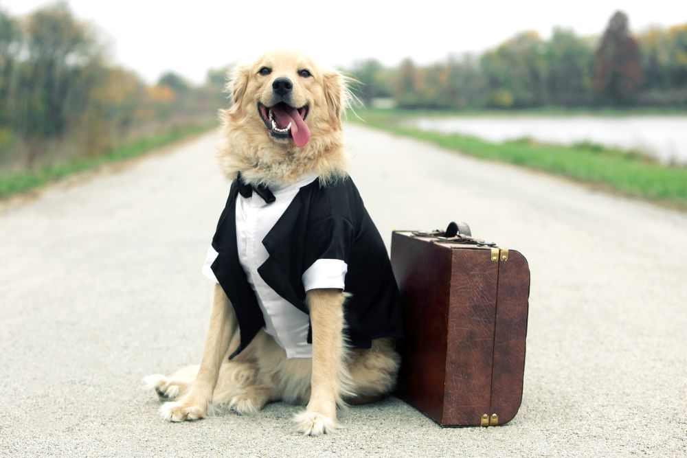 flying with large dog