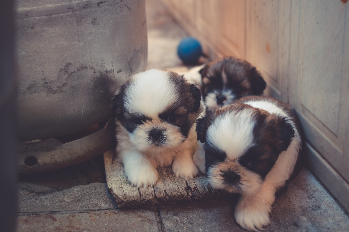 shih tzu puppies