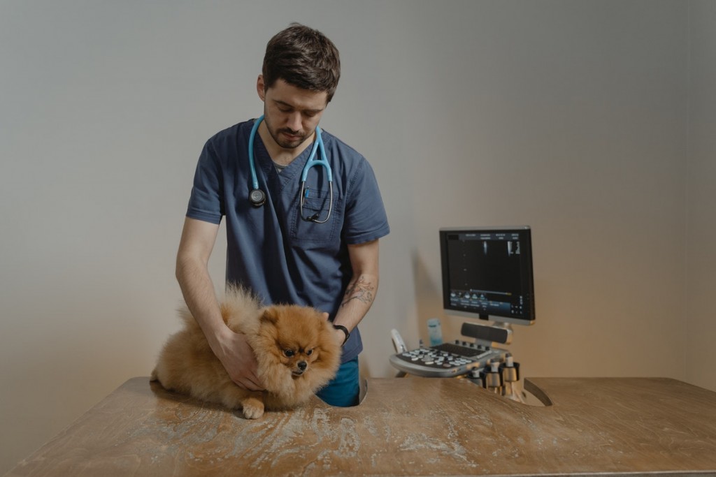veterinarian with a pomeranian puppy