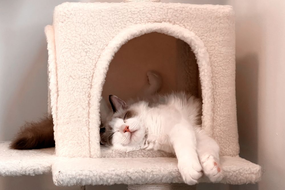 cat room ideas